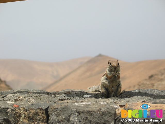 27932 Barbary Ground Squirrel eating